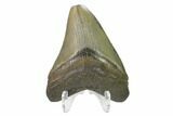 2.88" Juvenile Megalodon Tooth - South Carolina - #130769-1